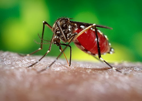 my-tien-hanh-thu-nghiem-vaccine-phong-ngua-zika-tren-nguoi-1